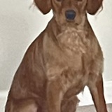 Entry image for Auggie