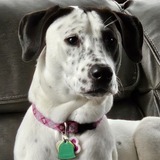 Entry image for MOLLY