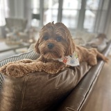 Entry image for Tucker 