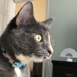 Entry image for Stormé 