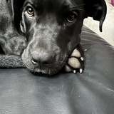 Entry image for Nala