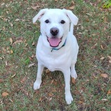 Entry image for Sunny