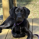 Entry image for Ozzy