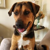 Entry image for Snoop