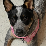 Entry image for Lucy