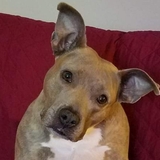 Entry image for Gooby