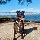 Entry image for Willow