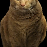 Entry image for Rocko