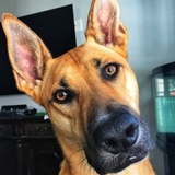 Entry image for Sabre