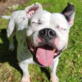 Entry image for Lola