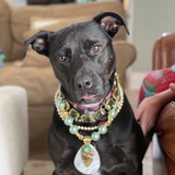 Entry image for Hazel