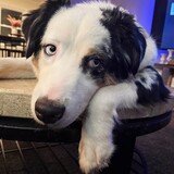 Entry image for Ripley