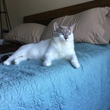 Entry image for Frankie