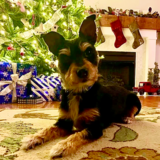 Entry image for Vinnie