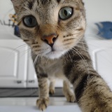 Entry image for Rex Seder