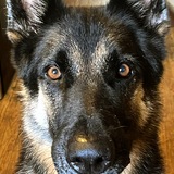 Entry image for CHIEF