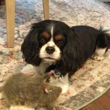 Entry image for Ollie