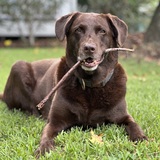 Entry image for Sampson