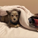 Entry image for Tonka