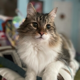 Entry image for Prince  Caspian