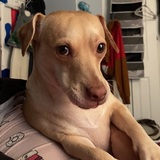 Entry image for Mookie