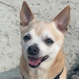 Entry image for Prince 