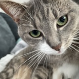 Entry image for Dangles