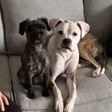 Entry image for Max and Whiskey