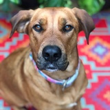 Entry image for Daisy