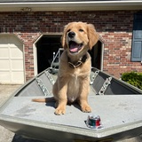 Entry image for Goose