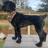 Entry image for Keeley