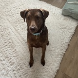 Entry image for Tilly