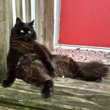 Entry image for Mimi