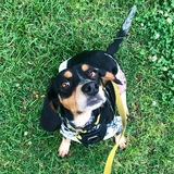 Entry image for Franklin