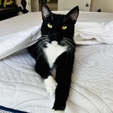 Entry image for Charlie Boy