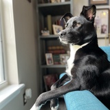 Entry image for Rory Dory