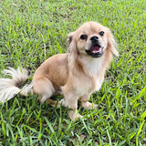 Entry image for Yogi