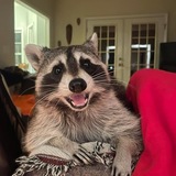 Entry image for Biscuits