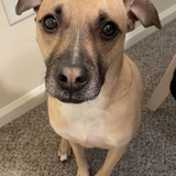 Entry image for Lemon