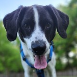 Entry image for Caleb Shark