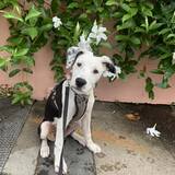 Entry image for Angel