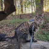 Entry image for Jesse James