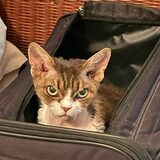 Entry image for Boogie