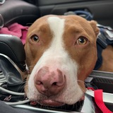 Entry image for Tank 