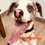 Entry image for Blueberry aka Bleu