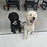 Entry image for Hampton and Beau