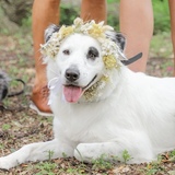 Entry image for Nova