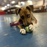 Entry image for Zoela