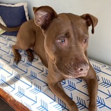 Entry image for Ruby