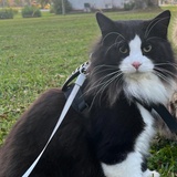 Entry image for Sawyer